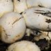 Comment s'appelle le bébé de la mouette ?