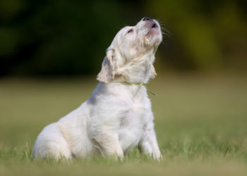 Pourquoi le chien hurle comme un loup ?