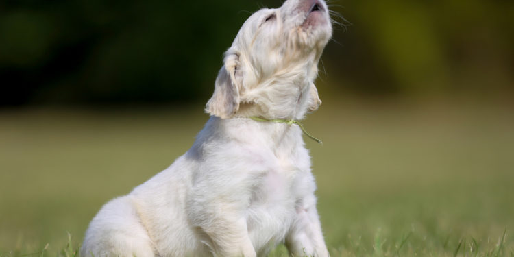 Pourquoi le chien hurle comme un loup ?