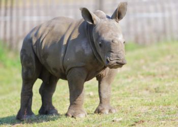 Quel est le nom du petit du rhinocéros ?