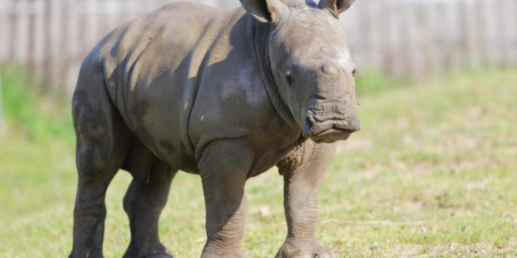 Quel est le nom du petit du rhinocéros ?