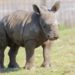 Quel est le nom du petit du rhinocéros ?