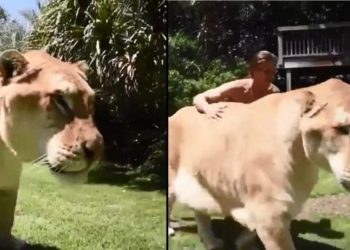 Comment s'appelle le bébé du ragondin ?