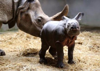 Comment s'appelle le bébé du rhinocéros ?