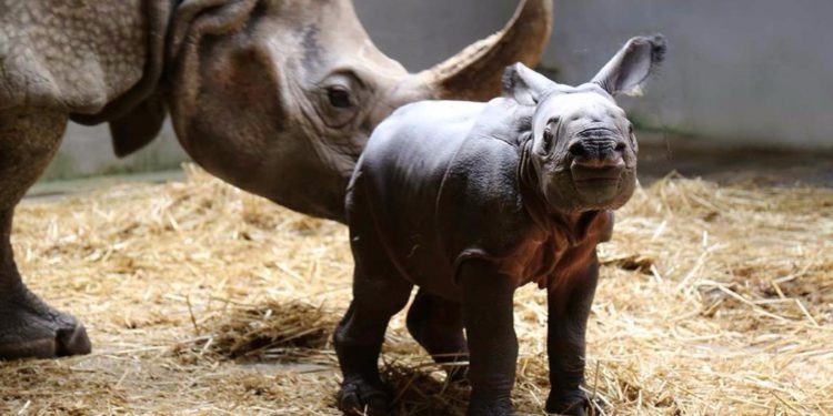 Comment s'appelle le bébé du rhinocéros ?