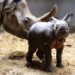 Comment s'appelle le bébé du rhinocéros ?