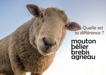 Quel est le nom de la femelle du bélier ?