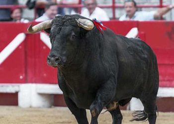 Est-ce qu'un taureau a des pis ?