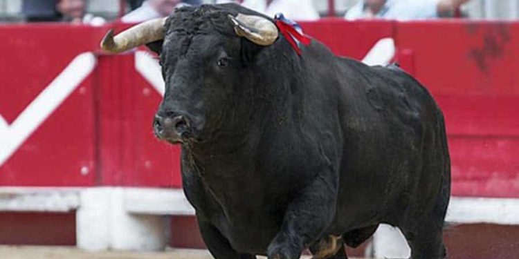 Est-ce qu'un taureau a des pis ?