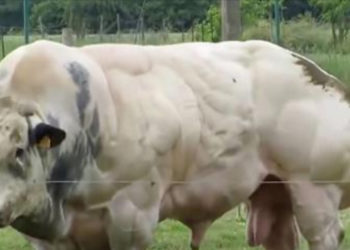 Est-ce que le taureau se mange ?