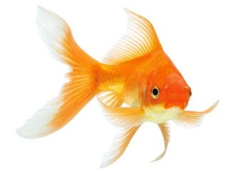 Quel nom donner à mon poisson rouge ?