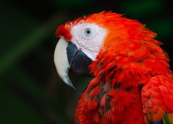 Quelle est la famille du perroquet ?