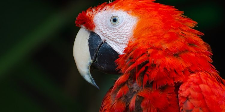 Quelle est la famille du perroquet ?