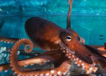 Qui est l'animal le plus intelligent du monde ?