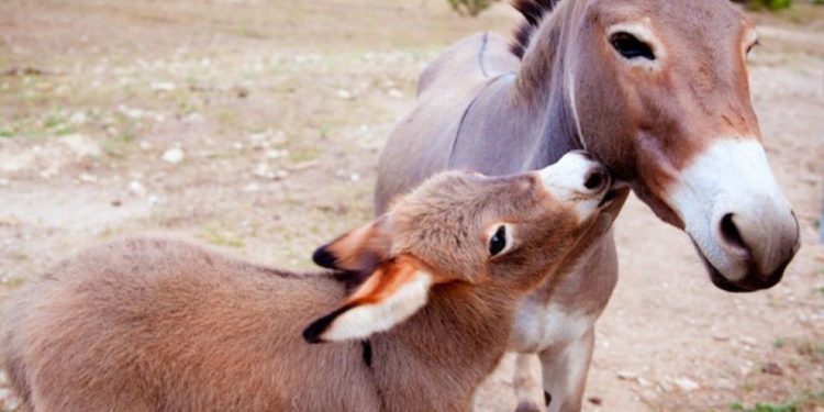 Comment s'appelle le petit du perroquet ?