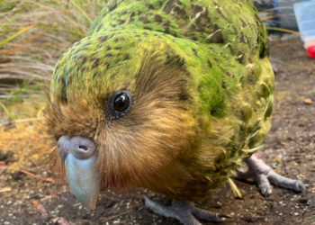 Quel est le perroquet le plus rare ?