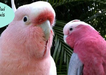 Quel est le perroquet le plus gentil ?