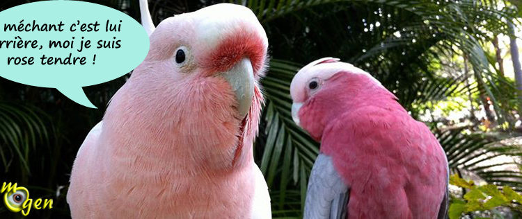 Quel est le perroquet le plus gentil ?