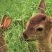 Comment s'appelle le bébé de cerf ?