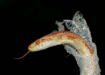 Pourquoi les serpents rampent ils ?