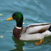Quel est le nom du canard sauvage ?