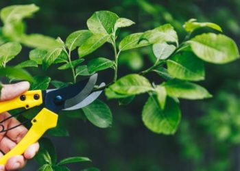 Quels sont les meilleurs canards ?