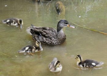 Comment s'appelle la famille des canards ?