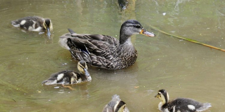 Comment s'appelle la famille des canards ?