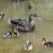 Comment s'appelle la famille des canards ?