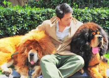 Quel est le chien le plus gentil du monde ?