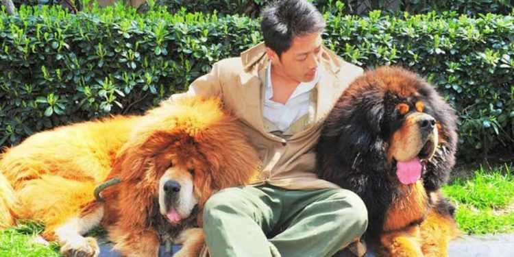 Quel est le chien le plus gentil du monde ?