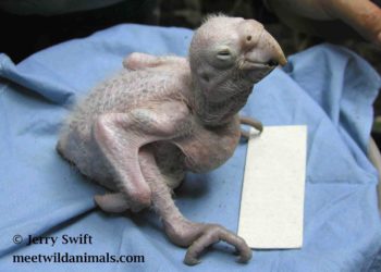 Quel est l'animal le plus musclé au monde ?