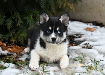Quel est le prix d'un Pomsky ?