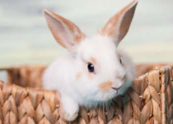 Comment choisir son lapin domestique ?