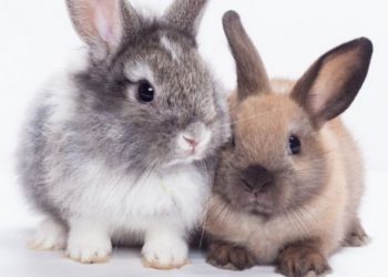 Quelle race de lapin nain choisir ?