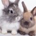 Quelle race de lapin nain choisir ?