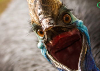 Quel est le piranha le plus dangereux au monde ?