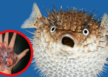 Quel est le poisson le plus dangereux au monde ?