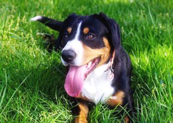 Quel est le prix d'un chien lion ?