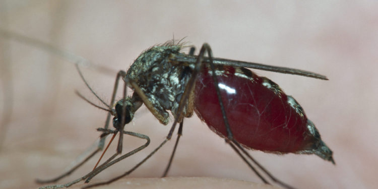 Quel est le fauve le plus dangereux ?