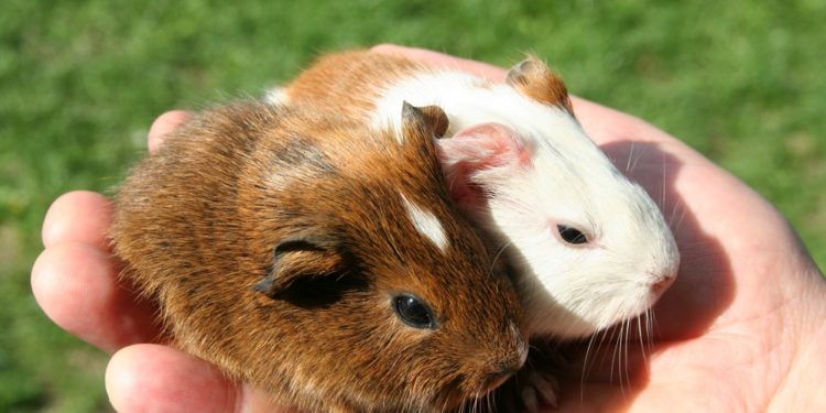 Comment préparer du cochon d'Inde ?