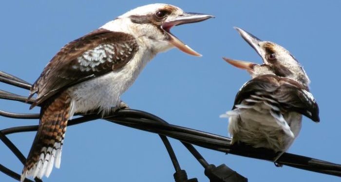 Quels oiseaux plongent ?