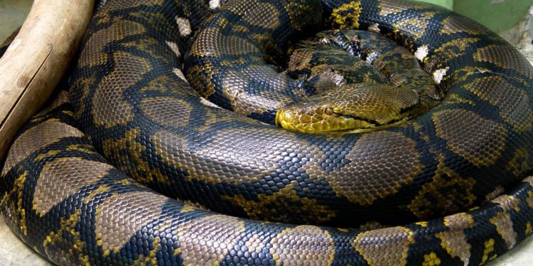 Quel est l'animal volant le plus grand ?