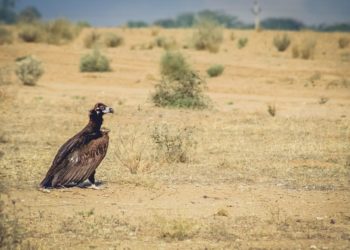 Quel est le plus grand oiseau de France ?
