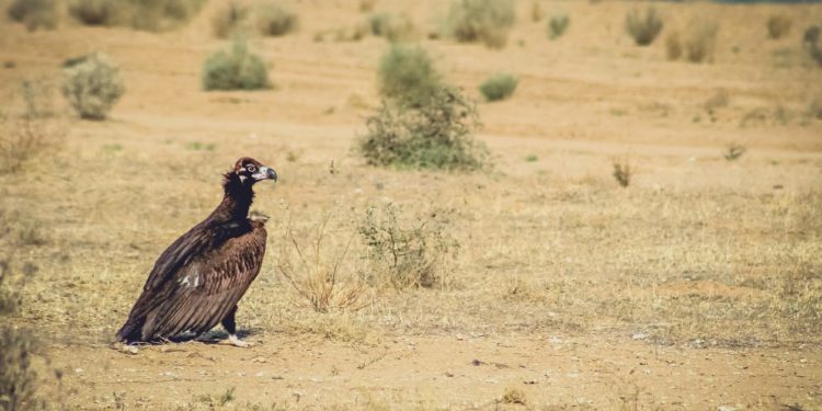 Quel est le plus grand oiseau de France ?
