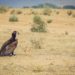 Quel est le plus grand oiseau de France ?