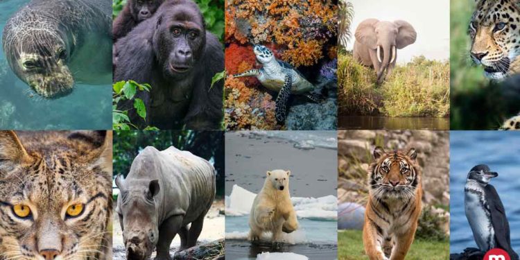 Quel sont les animaux qui vivent dans la forêt ?