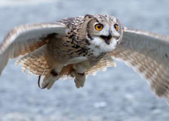 Quel est le plus grand rapace nocturne ?