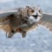 Quel est le plus grand rapace nocturne ?