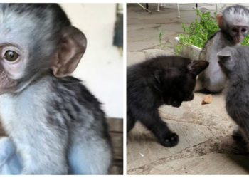 Quel est la famille des singe ?